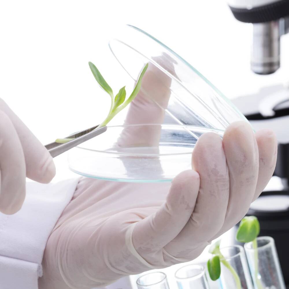 Comment diminuer le stress oxydatif qui élève le taux de cholestérol ? 
