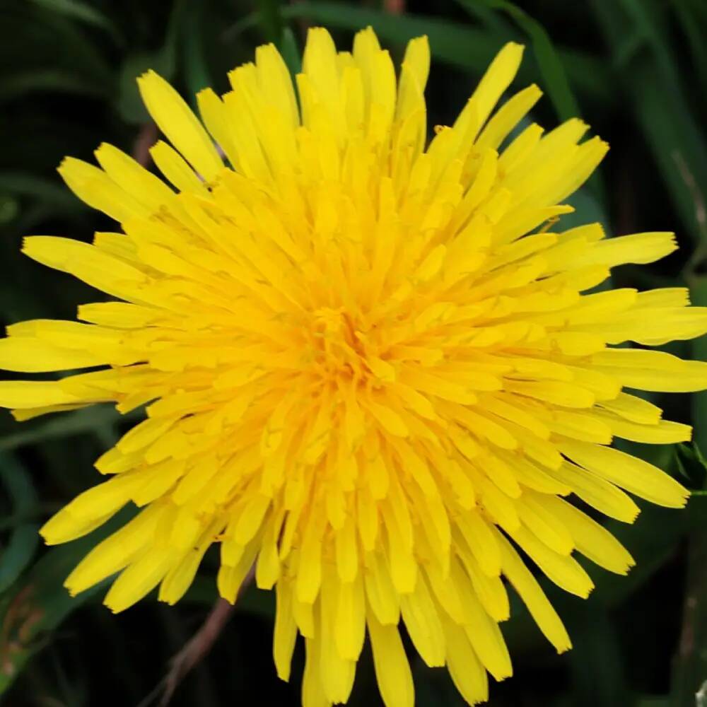 Le Chrysanthellum - Camomille d\'or