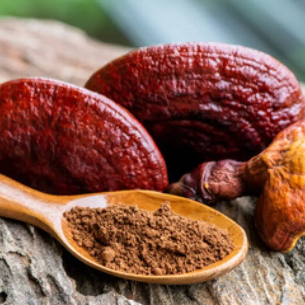 Le reishi : un champignon aux multiples bienfaits